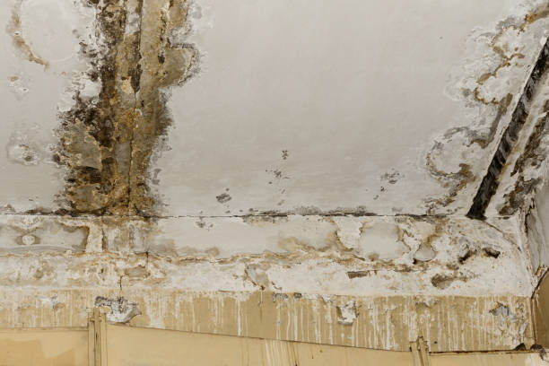 Best Mold Remediation for Healthcare Facilities  in Terrebonne, OR