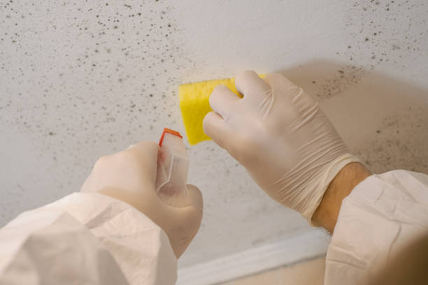 Mold Documentation for Insurance Claims in Terrebonne, OR